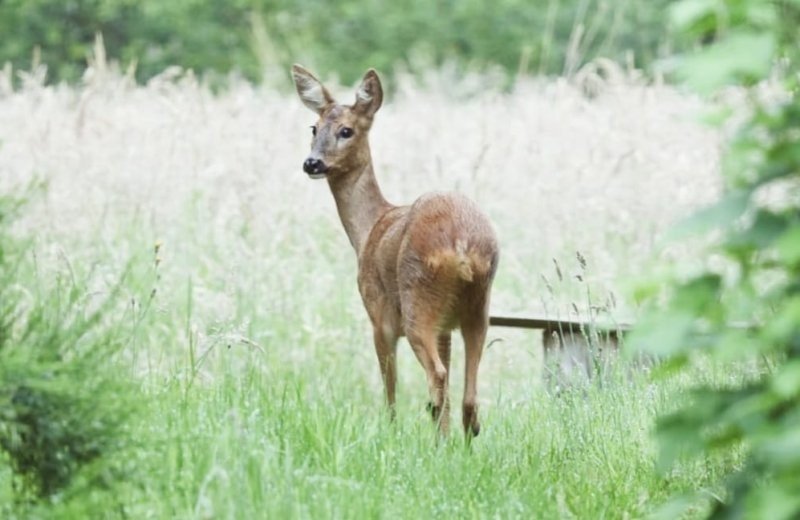 Img 20240531 wa0000 6659e6e33408b